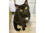 Adopt Kuchi a All Black Domestic Shorthair / Mixed (short coat) cat in Margate