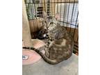 Adopt Pandora a Domestic Shorthair / Mixed (short coat) cat in Margate