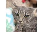 Adopt Silver a Domestic Shorthair / Mixed (short coat) cat in Margate