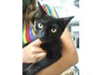 Adopt Gabriel a All Black Domestic Shorthair / Mixed (short coat) cat in