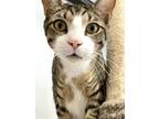 Adopt Jose a American Shorthair / Mixed (short coat) cat in Margate
