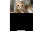Adopt Garfield a Domestic Shorthair / Mixed (short coat) cat in Margate