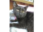 Adopt Pepsi a All Black Domestic Shorthair / Mixed (short coat) cat in Margate
