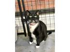 Adopt Pipoca a Domestic Shorthair / Mixed (short coat) cat in Margate