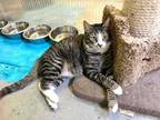 Adopt Fugi a Domestic Shorthair / Mixed (short coat) cat in Margate