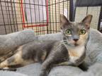 Adopt Pearl 2 a Domestic Shorthair / Mixed (short coat) cat in Margate
