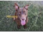Adopt Hersey a Brown/Chocolate - with White Labrador Retriever / Mixed dog in