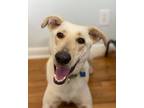 Adopt Piper a White Mixed Breed (Large) / Mixed dog in Houston, TX (21577357)