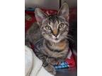 Adopt Emma a Brown Tabby Domestic Mediumhair (medium coat) cat in Salisbury