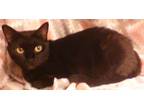 Adopt Elvira (Ella) a Black (Mostly) Domestic Mediumhair (medium coat) cat in
