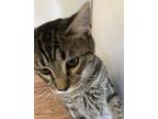 Adopt Jeb a Brown Tabby Domestic Mediumhair (medium coat) cat in Salisbury