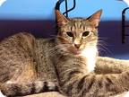 Adopt Moirne a Gray, Blue or Silver Tabby Domestic Shorthair (short coat) cat in