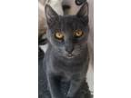 Adopt Jack a Gray or Blue Domestic Shorthair (short coat) cat in Discovery Bay