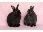 Adopt Sasha and Not Sasha a Black Dwarf / Mixed (short coat) rabbit in Culver