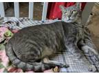 Adopt Mr.Grey a Gray, Blue or Silver Tabby Russian Blue (short coat) cat in
