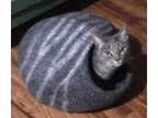 Adopt Blue Jay a Gray, Blue or Silver Tabby Domestic Shorthair (short coat) cat