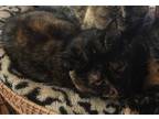 Adopt Dottie a Tortoiseshell Domestic Shorthair (short coat) cat in Pasadena