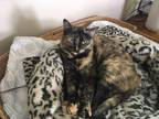 Adopt Charli a Tortoiseshell Domestic Shorthair (short coat) cat in Pasadena