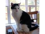 Adopt Fergus a Black & White or Tuxedo Domestic Shorthair (short coat) cat in