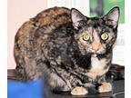Adopt Snuggles a Tortoiseshell Domestic Shorthair (short coat) cat in Morganton