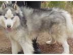 Adopt LOBO a Gray/Silver/Salt & Pepper - with White Siberian Husky / Mixed dog