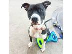 Adopt Haili a Black - with White Pit Bull Terrier / Mixed dog in Detroit