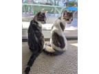 Adopt Pumpkin and Sally a Spotted Tabby/Leopard Spotted American Shorthair