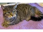 Adopt Polly a Brown Tabby Domestic Shorthair (short coat) cat in blairsville