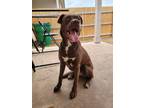 Adopt Lumi a Brown/Chocolate Labrador Retriever / American Pit Bull Terrier /