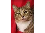 Adopt Jessa a Tiger Striped Domestic Shorthair (short coat) cat in Colfax