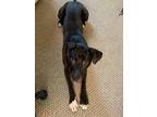 Adopt Shadow a Black - with White Labrador Retriever / Boxer / Mixed dog in