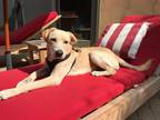 Adopt Bradley a Tan/Yellow/Fawn Labrador Retriever / Mixed dog in San Diego