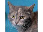 Adopt SILLY PUTTY a Gray or Blue Domestic Shorthair / Mixed cat in Eureka
