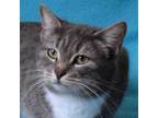 Adopt HIPPITY HOP a Gray or Blue Domestic Shorthair / Mixed cat in Eureka