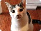 Adopt Dr. Sheldon Cooper-Semi Feral a White (Mostly) Domestic Shorthair (short