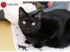 Adopt Julie a All Black Domestic Shorthair (short coat) cat in St.