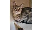 Adopt Sarah a Brown Tabby Domestic Shorthair (short coat) cat in Key Largo