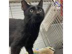 Adopt Talbot a All Black Domestic Shorthair / Mixed cat in Folsom, LA (30591217)