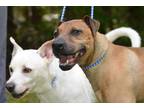Adopt Beau and Chato a White Rhodesian Ridgeback / Husky / Mixed dog in Siler