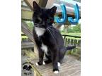 Adopt JJ a Black & White or Tuxedo Domestic Shorthair (short coat) cat in