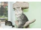 Adopt Charm a Gray, Blue or Silver Tabby Maine Coon (long coat) cat in Chicago
