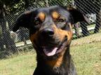 Adopt Auggie a Black - with Brown, Red, Golden, Orange or Chestnut Rottweiler /