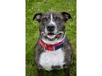 Adopt DOZER a Brindle - with White American Pit Bull Terrier / Mixed dog in