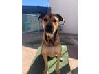 Adopt Bambi a Brown/Chocolate - with Tan German Shepherd Dog / Boxer / Mixed dog