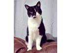 Adopt Primrose a Black & White or Tuxedo Domestic Shorthair (short coat) cat in