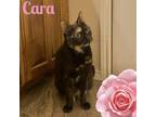 Adopt Cara a Tortoiseshell Domestic Shorthair (short coat) cat in Arlington/Ft