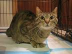 Adopt Stinky a Brown Tabby Domestic Shorthair (short coat) cat in Grayslake