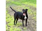 Adopt Augustine a Black - with White Labrador Retriever / Pit Bull Terrier /