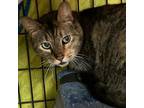 Adopt Flo a Brown or Chocolate Domestic Shorthair / Mixed cat in Folsom