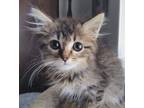 Adopt Critter a Spotted Tabby/Leopard Spotted Domestic Mediumhair cat in